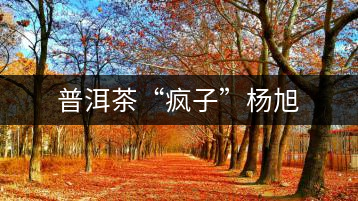普洱茶“瘋子”楊旭