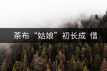 　茶布“姑娘”初長成  借力網(wǎng)絡(luò)不愁嫁