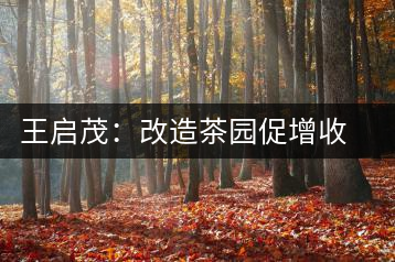 王啟茂：改造茶園促增收  帶領(lǐng)群眾摘“窮帽”