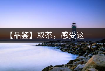 【品鑒】取茶，感受這一輪鳳起古茶的魅力