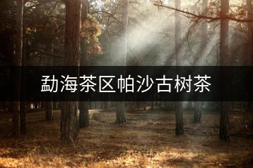 勐海茶區(qū)帕沙古樹(shù)茶