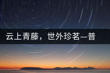 云上青藤，世外珍茗—普秀百年藤條茶即將上市