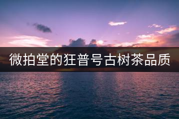 微拍堂的狂普號(hào)古樹(shù)茶品質(zhì)如何？