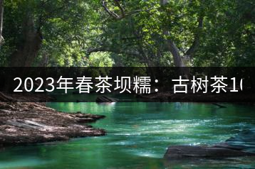 2023年春茶壩糯：古樹茶1000-1500元／公斤
