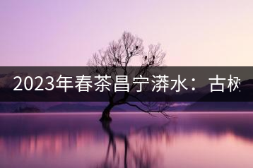 2023年春茶昌寧漭水：古樹混采純料480-600元／公斤，大樹360-420元／公斤，臺地260-300元／公斤，古樹單株均價880-1200元／公斤。