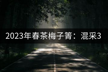 2023年春茶梅子箐：混采300-400元／公斤，挑采600元／公斤