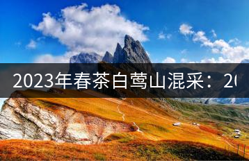 2023年春茶白鶯山混采：200-350元／公斤