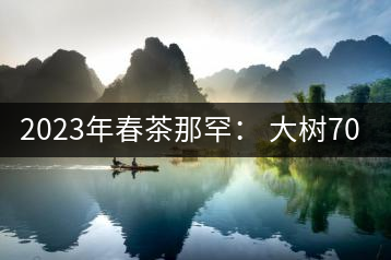 2023年春茶那罕： 大樹(shù)700元／公斤，古樹(shù)：1200-1600元／公斤