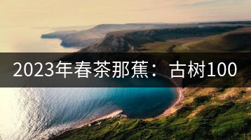 2023年春茶那蕉：古樹(shù)1000-1500元／公斤，中樹(shù)600-800元／公斤