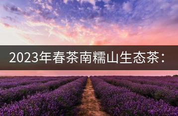2023年春茶南糯山生態(tài)茶：200-300元／公斤，古樹：900-1500元／公斤