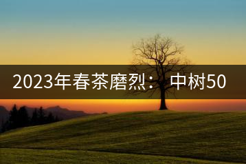 2023年春茶磨烈： 中樹500-600元／公斤，古樹混采：2200-2600元／公斤