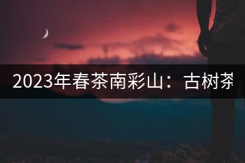 2023年春茶南彩山：古樹茶2000-2200元／公斤，大樹混采1200-1500元／公斤。