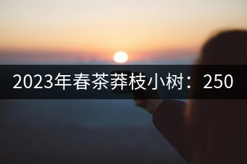 2023年春茶莽枝小樹：250元／公斤， 古樹：1000-1200元／公斤