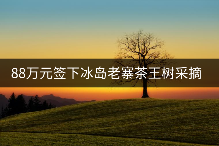 88萬元簽下冰島老寨茶王樹采摘權，誰說這是“競價交易”？