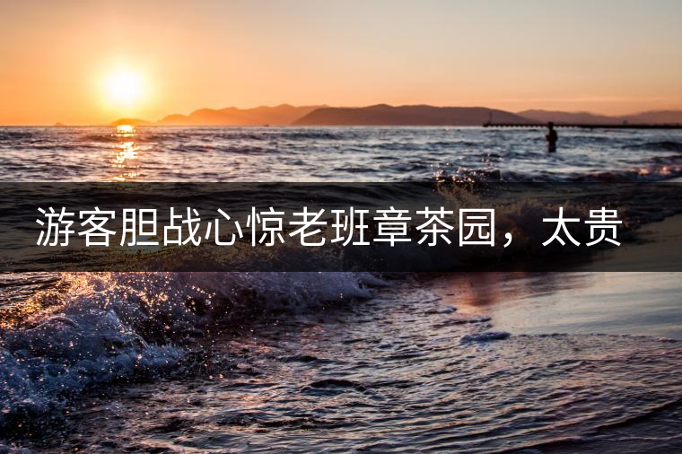 游客膽戰(zhàn)心驚老班章茶園，太貴重了，一片葉子不敢動(dòng)