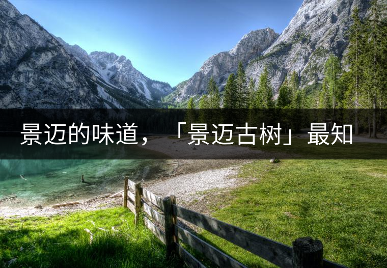 景邁的味道，「景邁古樹」最知道丨賞鑒