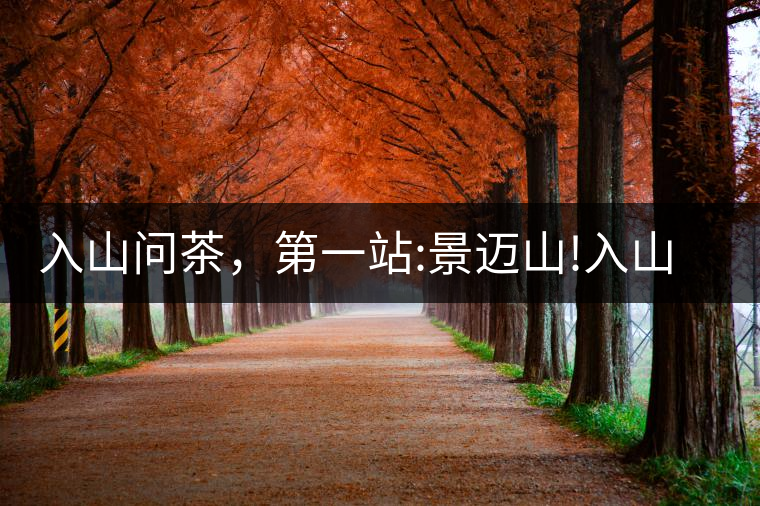 入山問茶，第一站:景邁山!入山問茶，第一站：景邁山！