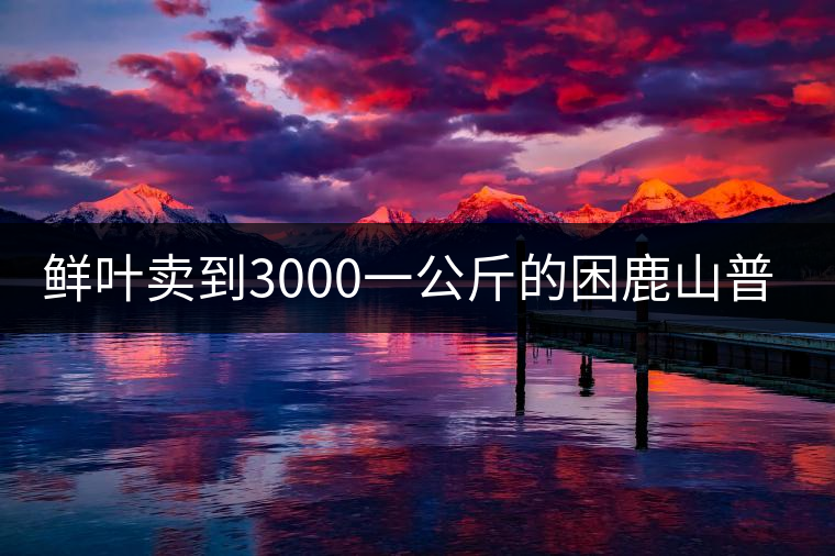 鮮葉賣到3000一公斤的困鹿山普洱茶，口感如何？