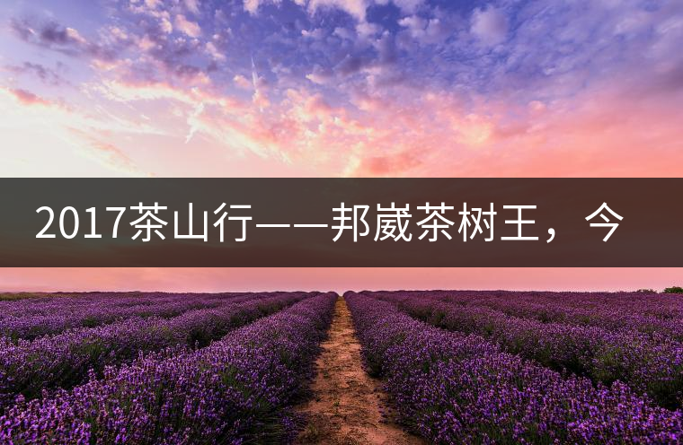 2017茶山行——邦崴茶樹王，今天你是長(zhǎng)這樣