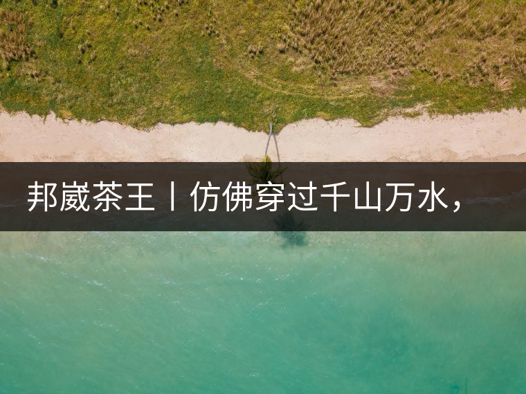 邦崴茶王丨仿佛穿過千山萬水，就是為了它而來邦崴茶王丨仿佛穿過千山萬水，就是為了它而來