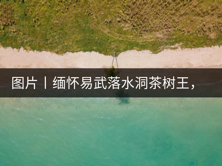 圖片丨緬懷易武落水洞茶樹王，犧牲前的樣貌圖片丨緬懷易武落水洞茶樹王，犧牲前的樣貌