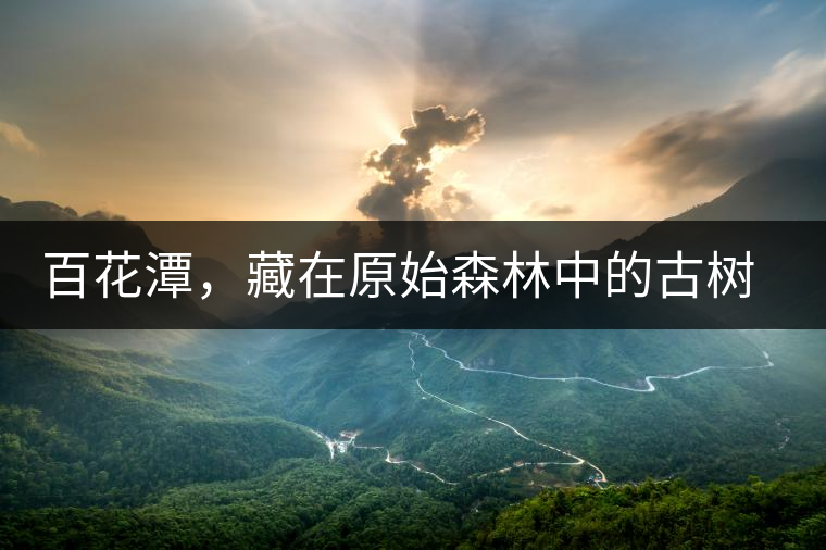 百花潭，藏在原始森林中的古樹仙境百花潭，藏在原始森林中的古樹仙境
