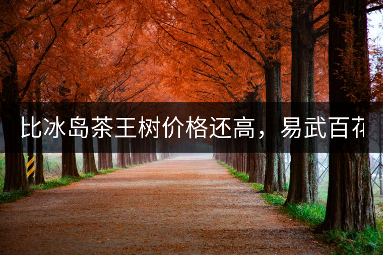 比冰島茶王樹(shù)價(jià)格還高，易武百花潭高桿古樹(shù)茶以100萬(wàn)成...比冰島茶王樹(shù)價(jià)格還高，易武百花潭高桿古樹(shù)茶以100萬(wàn)成交