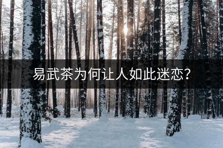易武茶為何讓人如此迷戀？