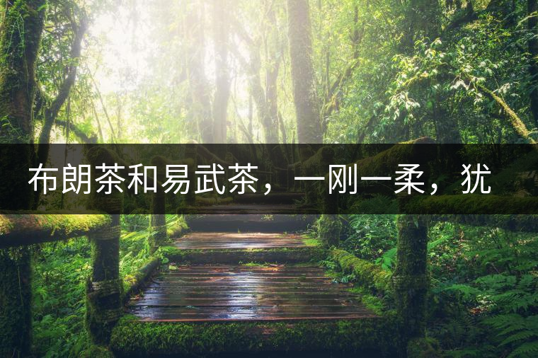 布朗茶和易武茶，一剛一柔，猶如洪拳與太極