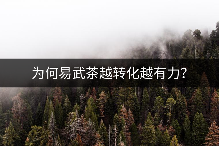 為何易武茶越轉(zhuǎn)化越有力？