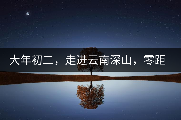 大年初二，走進(jìn)云南深山，零距離接觸古茶樹