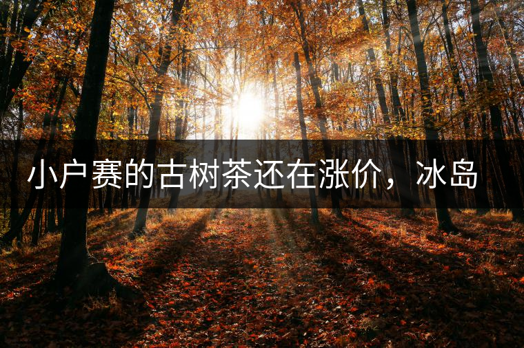 小戶(hù)賽的古樹(shù)茶還在漲價(jià)，冰島茶漲價(jià)是否還刻骨銘心？