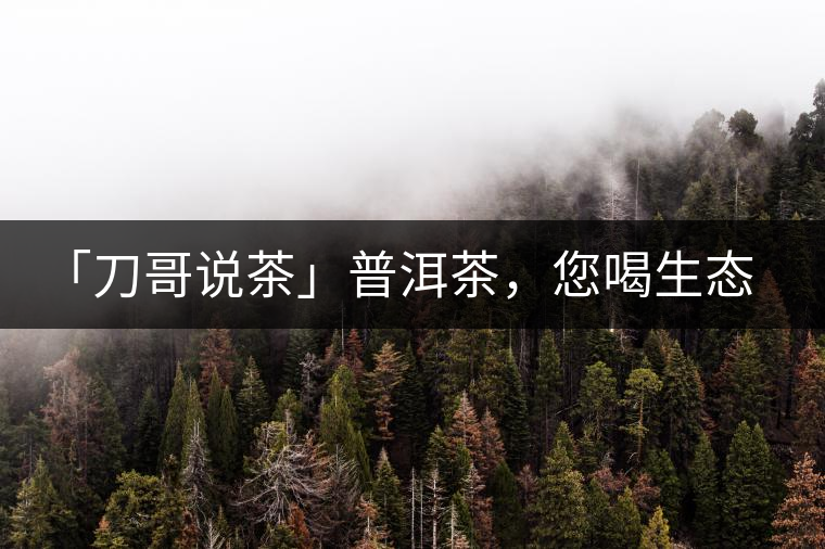 「刀哥說(shuō)茶」普洱茶，您喝生態(tài)還是喝樹(shù)齡？