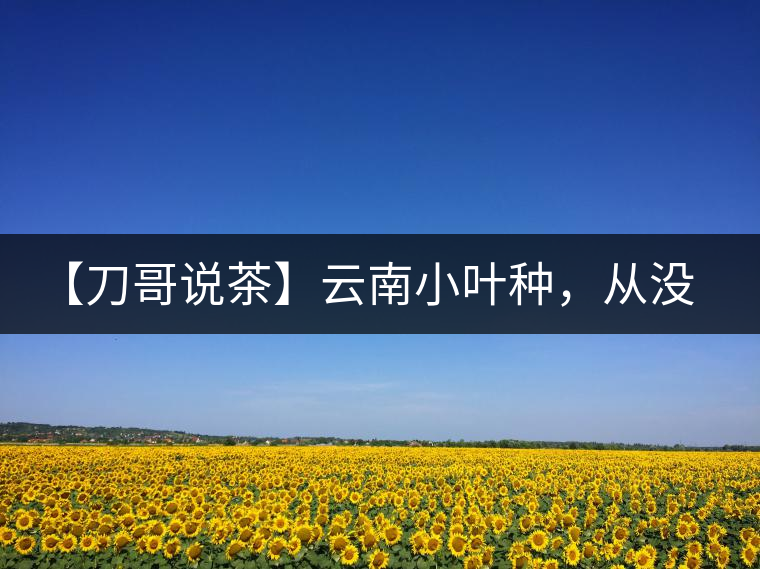 【刀哥說茶】云南小葉種，從沒落到回歸