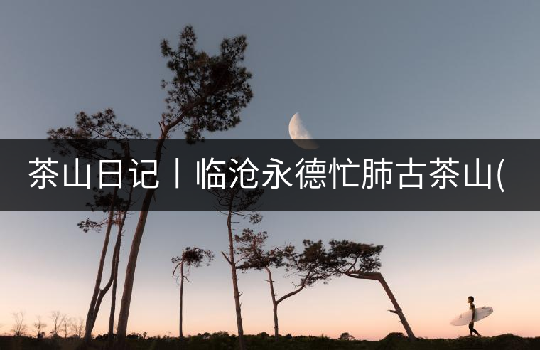 茶山日記丨臨滄永德忙肺古茶山(1)茶山日記丨臨滄永德忙肺古茶山（1）