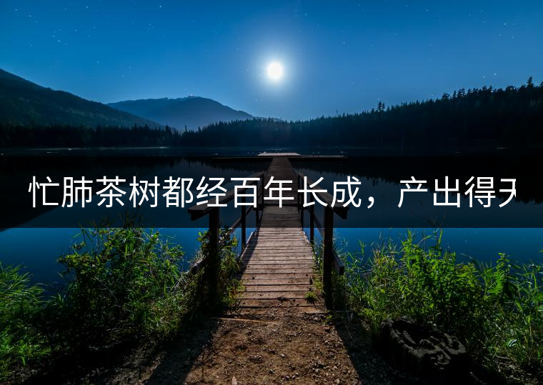 忙肺茶樹都經(jīng)百年長成，產(chǎn)出得天獨厚的好味道:入口香...忙肺茶樹都經(jīng)百年長成，產(chǎn)出得天獨厚的好味道：入口香甜回甘持久