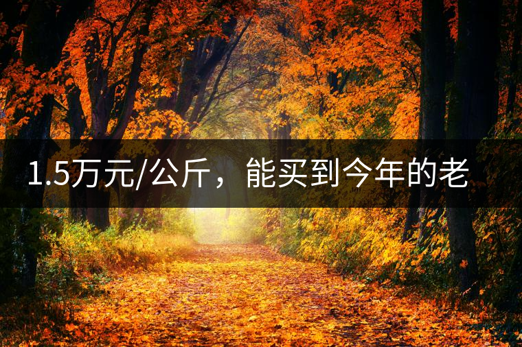 1.5萬元/公斤，能買到今年的老班章古樹茶嗎?1.5萬元/公斤，能買到今年的老班章古樹茶嗎？