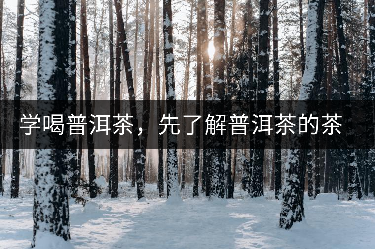學(xué)喝普洱茶，先了解普洱茶的茶性