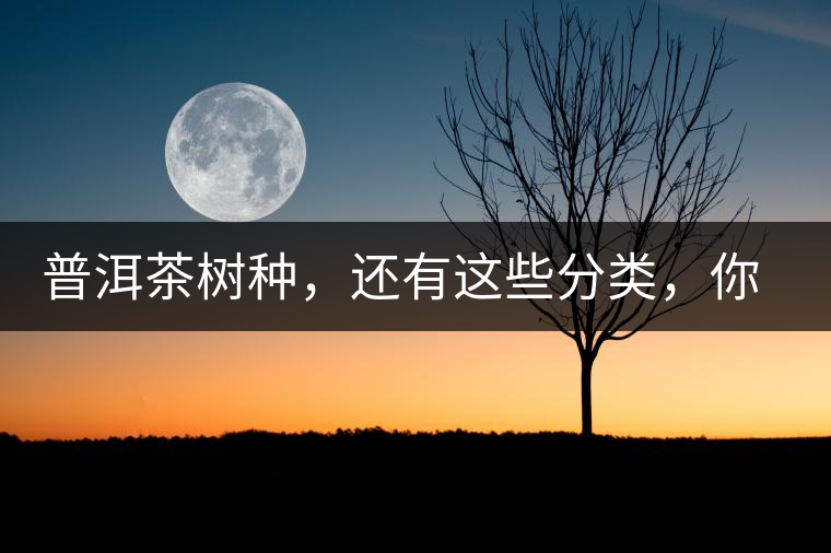普洱茶樹種，還有這些分類，你造嗎？