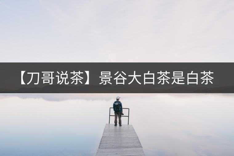 【刀哥說茶】景谷大白茶是白茶還是普洱茶？