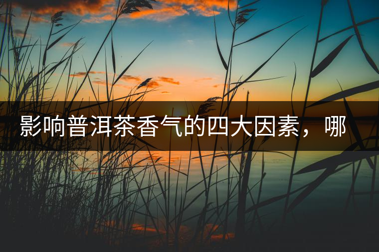影響普洱茶香氣的四大因素，哪一個影響最大？