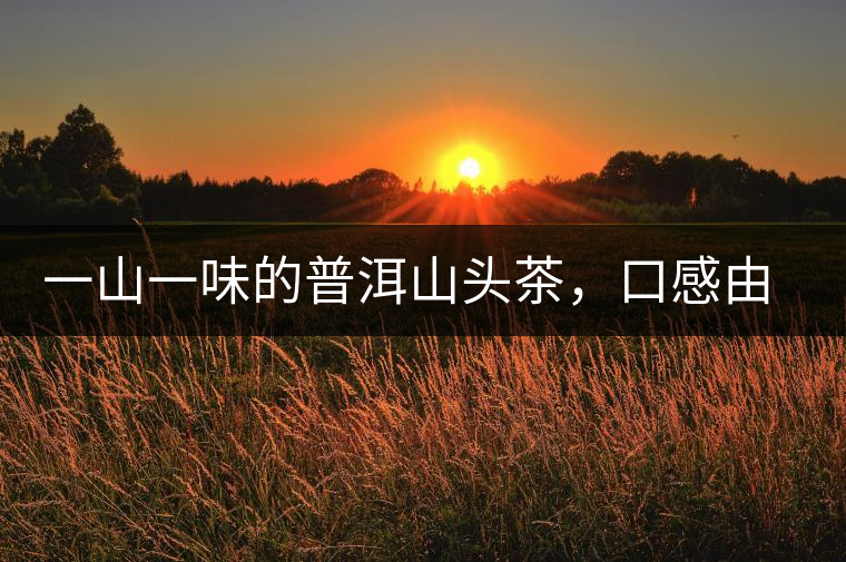 一山一味的普洱山頭茶，口感由這些因素決定