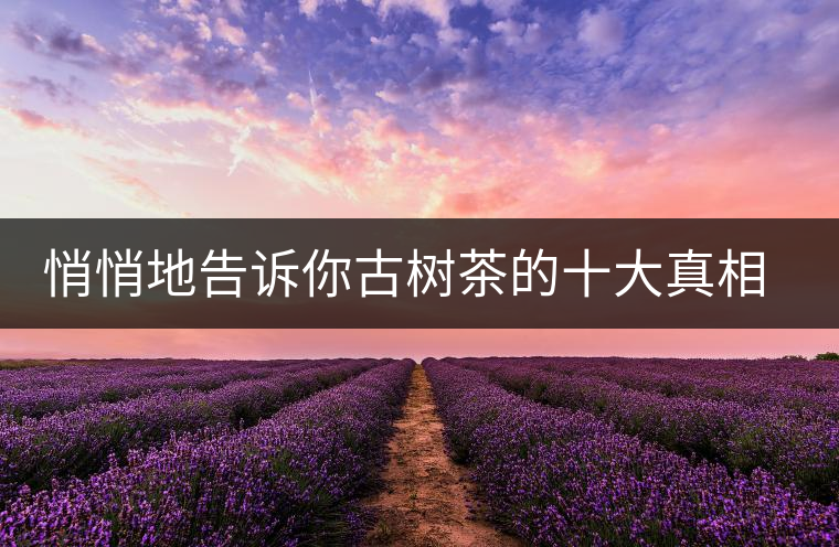 悄悄地告訴你古樹茶的十大真相，就不怕交學(xué)費(fèi)了