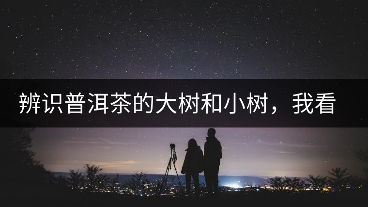 辨識普洱茶的大樹和小樹，我看這篇最靠譜
