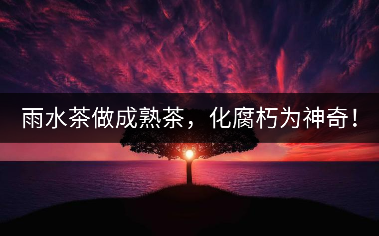 雨水茶做成熟茶，化腐朽為神奇！