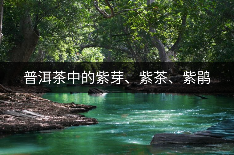 普洱茶中的紫芽、紫茶、紫鵑