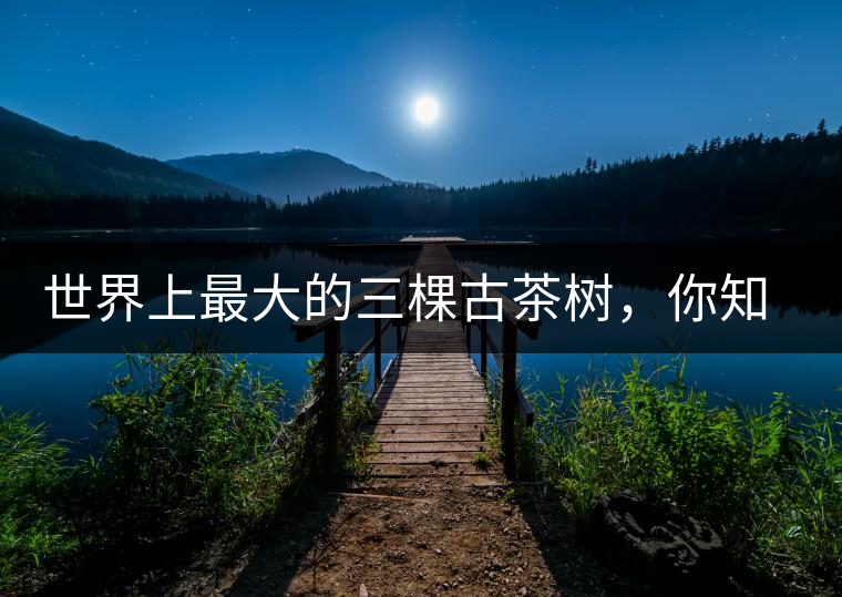 世界上最大的三棵古茶樹(shù)，你知道嗎？