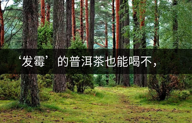 ‘發(fā)霉’的普洱茶也能喝不，看科學(xué)解釋