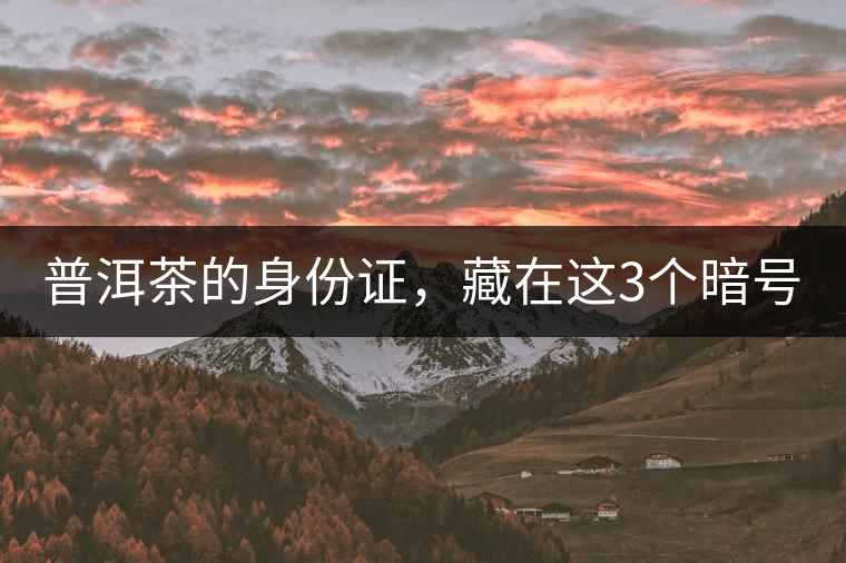 普洱茶的身份證，藏在這3個(gè)暗號(hào)中