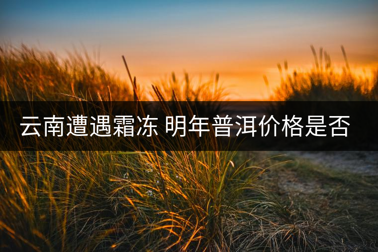 云南遭遇霜凍 明年普洱價格是否飆升？